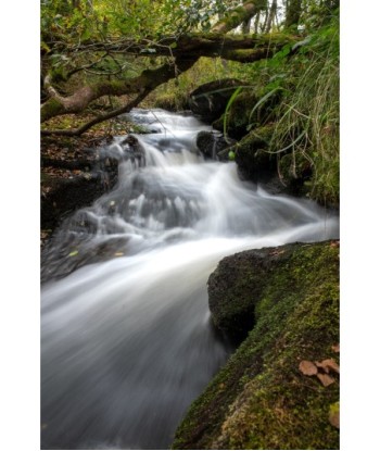 Cascade d'Augerolles, flot blanc sous les branches