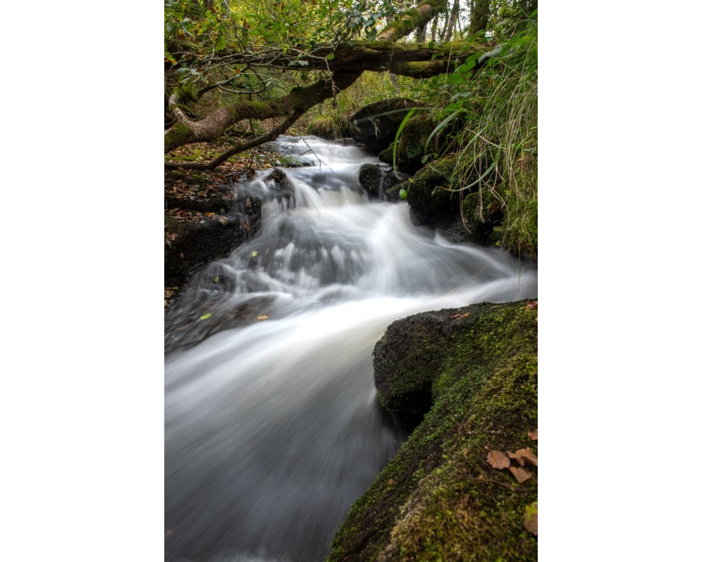 Cascade d'Augerolles, flot blanc sous les branches