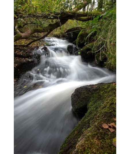 Cascade d'Augerolles, flot blanc sous les branches