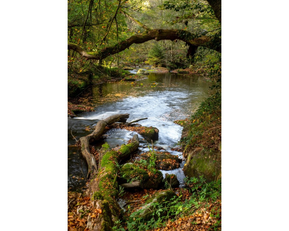 Cascade des Jarrauds, arbre penché sur la Maulde