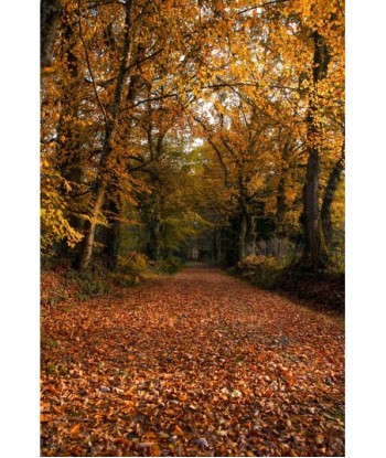 Forêt de Vioreau — allée...
