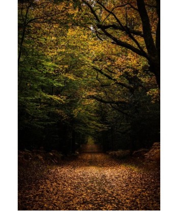 Forêt de Vioreau — chemin...