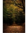 Forêt De Vioreau 2