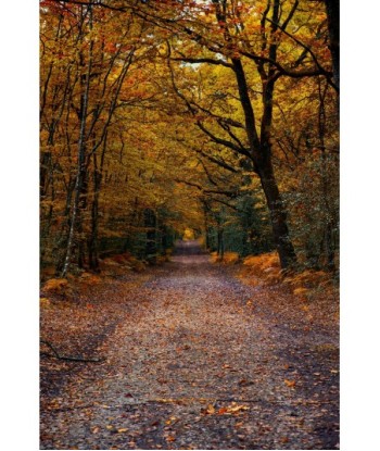 Forêt de Vioreau — allée de...