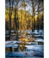 Forêt De Vioreau 5