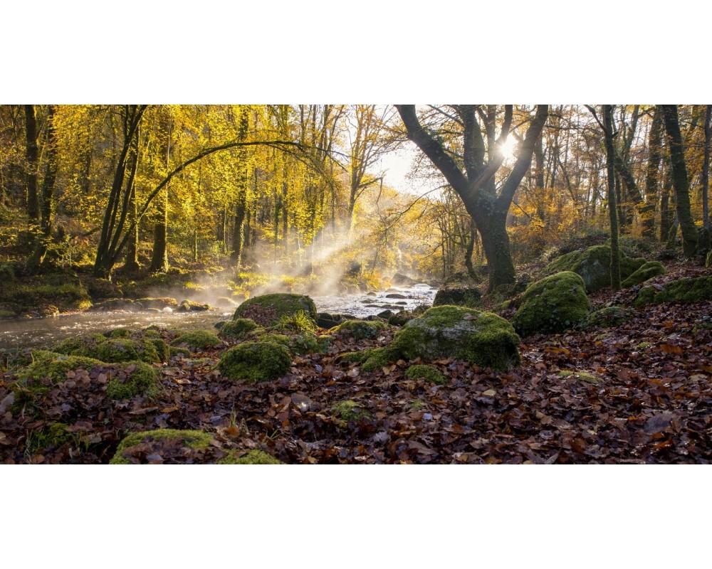 Forêt d'automne au bord de l'Ellé, au Faouët