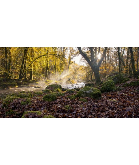 Forêt d'automne au bord de l'Ellé, au Faouët