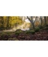 Forêt d'automne au bord de l'Ellé, au Faouët