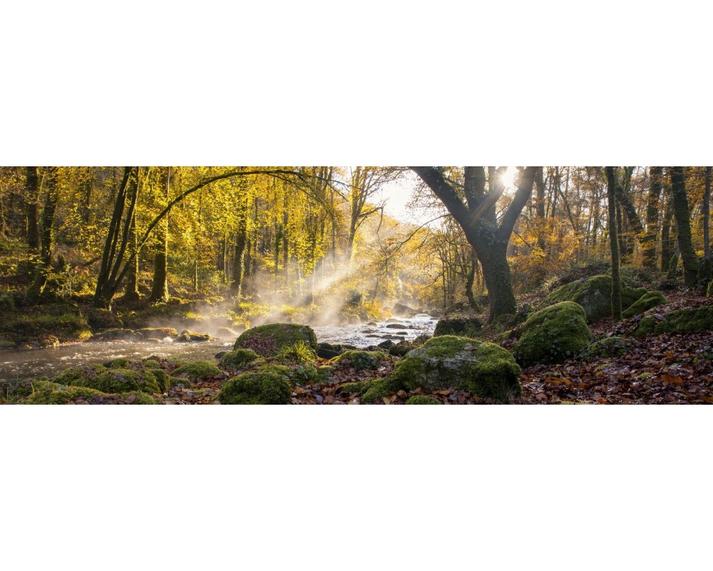 Sous-bois de l'Ellé au Faouët en panoramique, lumière d'automne