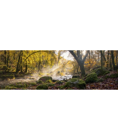 Sous-bois de l'Ellé au Faouët en panoramique, lumière d'automne