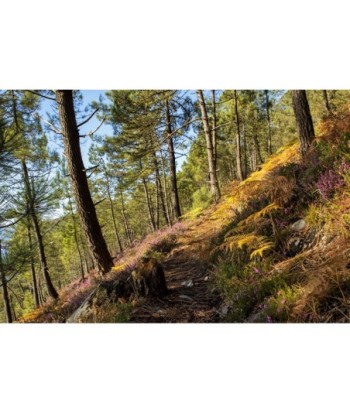 Sentier du GR34 en...