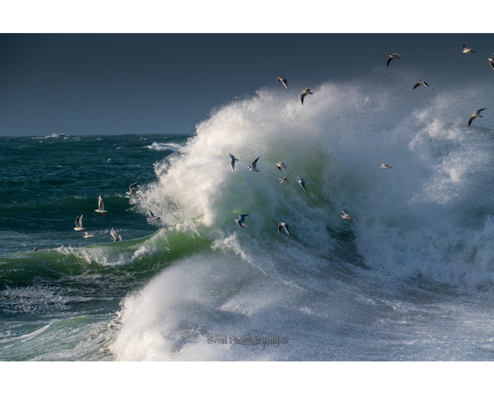 Tempête Céline, goélands et vague verte à Quiberon