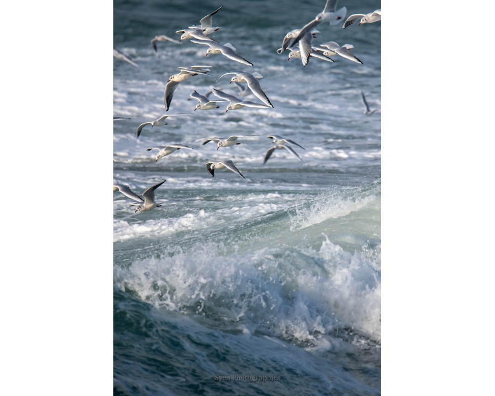 Tempête Céline, goélands au-dessus de la mer agitée