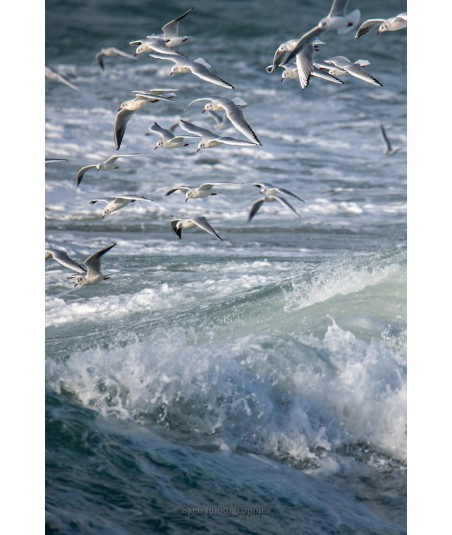 Tempête Céline, goélands au-dessus de la mer agitée