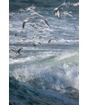 Tempête Céline, goélands au-dessus de la mer agitée