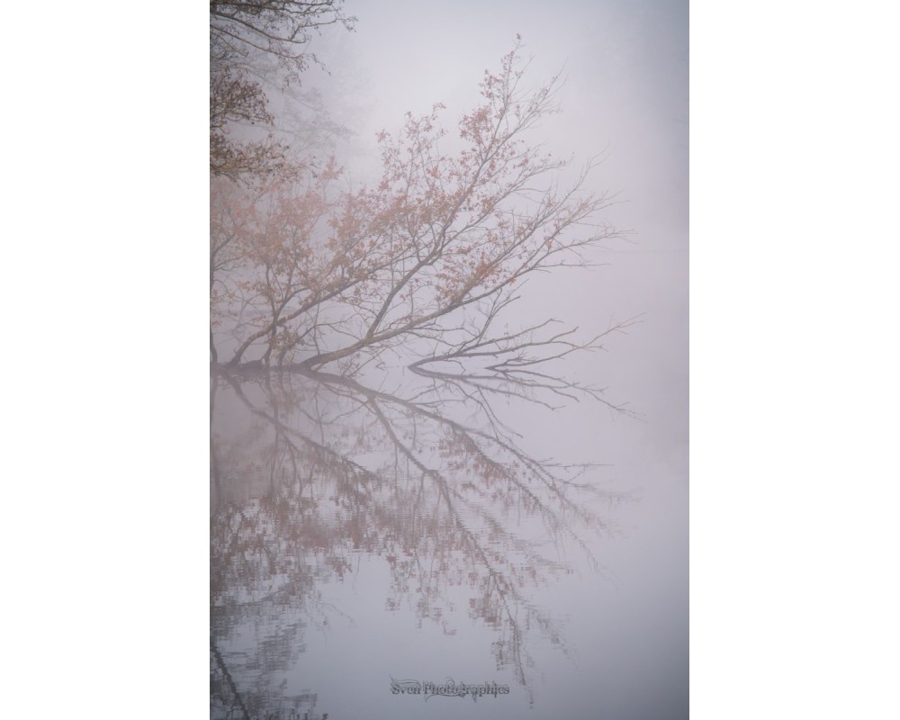 Branches dans la brume, forêt de Brocéliande