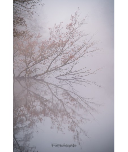 Branches dans la brume, forêt de Brocéliande