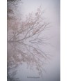Branches dans la brume, forêt de Brocéliande