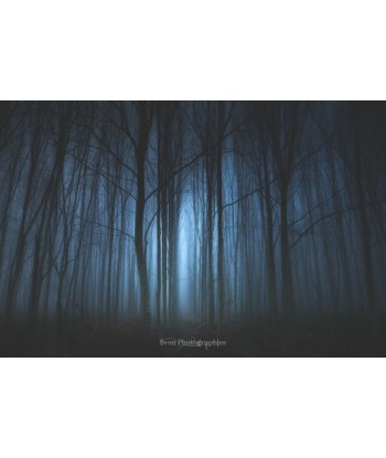 Forêt de Brocéliande dans la brume bleue