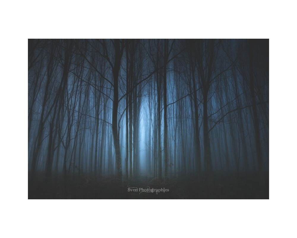 Forêt de Brocéliande dans la brume bleue