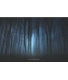 Forêt de Brocéliande dans la brume bleue