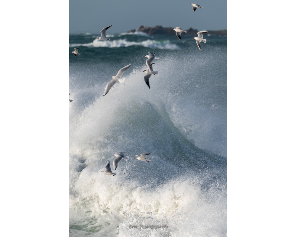 Tempête Céline, goélands dans les vagues à Quiberon