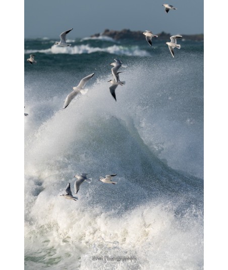 Tempête Céline, goélands dans les vagues à Quiberon