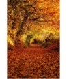 Chemin creux tapissé de feuilles d'or en automne dans le Finistère