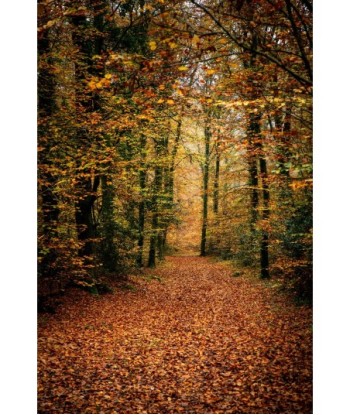 Allée forestière tapissée...