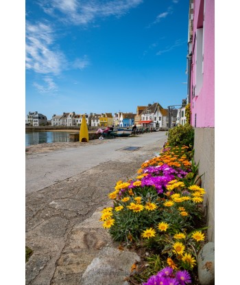 Île de Sein — fleurs jaunes...