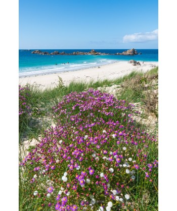 Fleurs de bruyère...