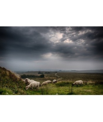 Moutons en pâture sur les...