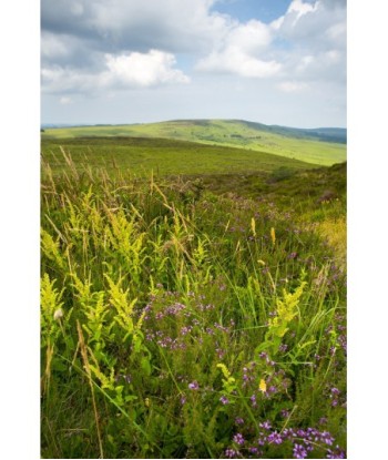 Fleurs sauvages et landes...
