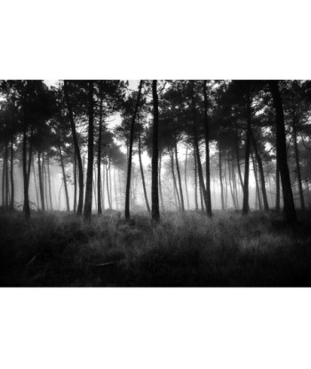 Forêt de Brocéliande dans la brume — noir et blanc
