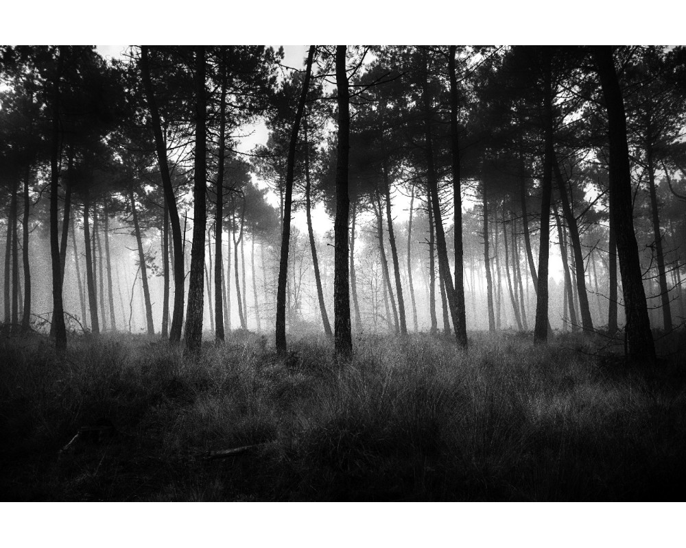 Forêt de Brocéliande dans la brume — noir et blanc