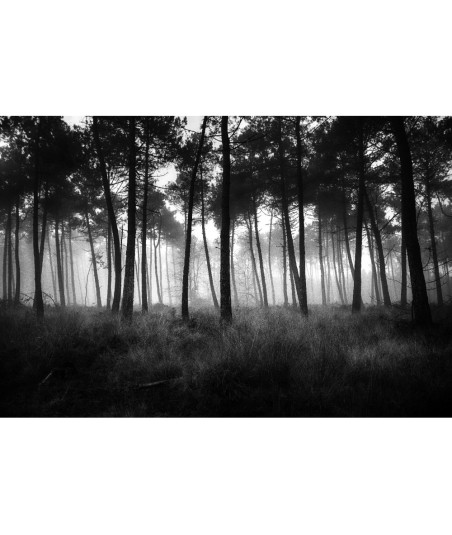 Forêt de Brocéliande dans la brume — noir et blanc