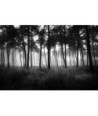 Forêt de Brocéliande dans la brume — noir et blanc