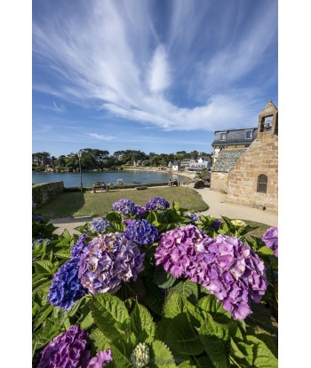 Hortensias bleus et mauves...