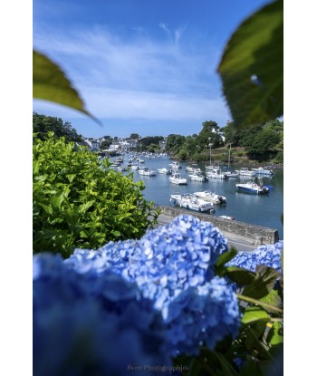 Hortensias bleus et port de...