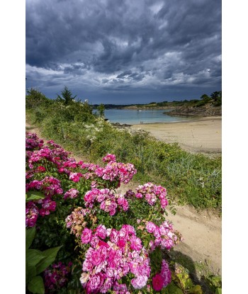 Kerfany — roses sauvages en...