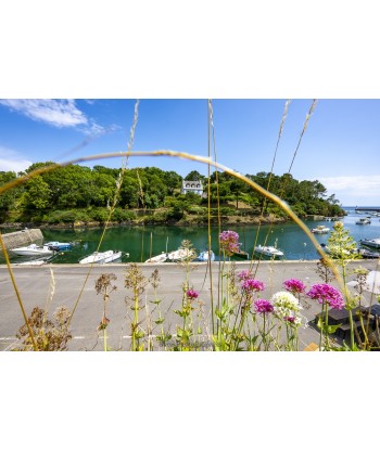 Port du Bélon — fleurs...