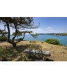 Port de Brigneau — banc de pierre sous les pins face à la mer bleue