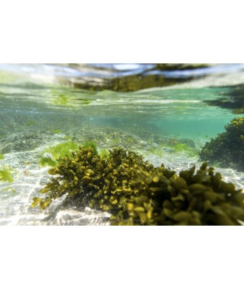 Algues et eau turquoise sous la surface, Fouesnant