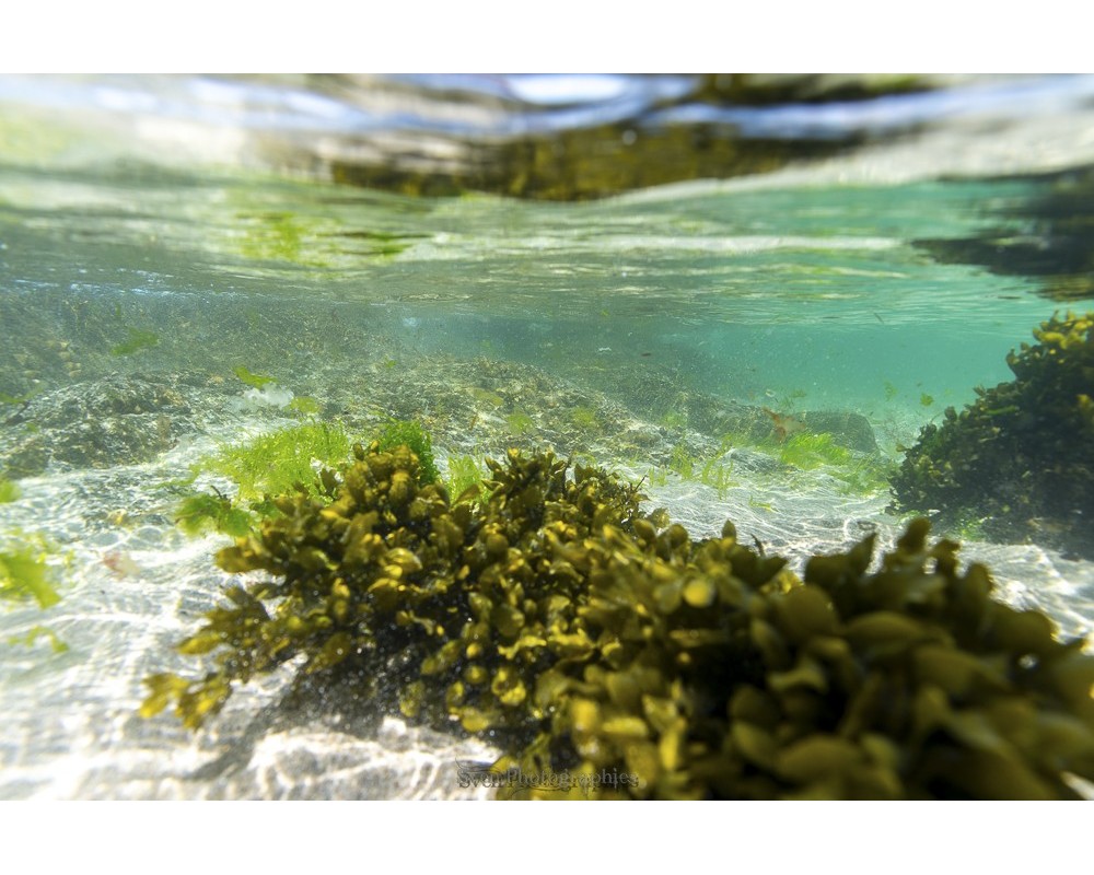 Algues et eau turquoise sous la surface, Fouesnant