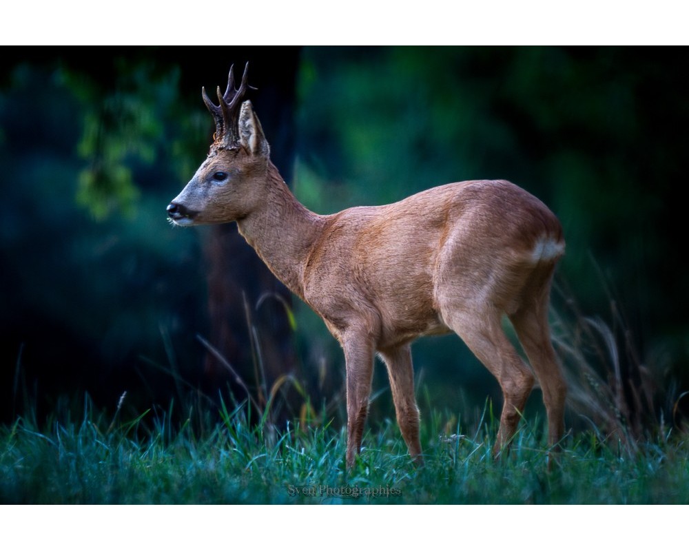 Brocard de profil, herbe et nuit tombante