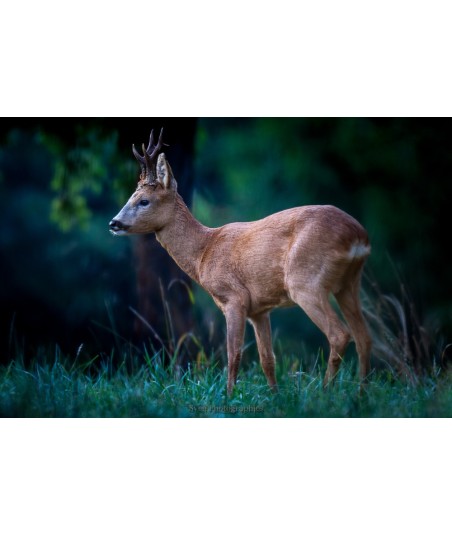 Brocard de profil, herbe et nuit tombante