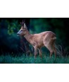 Brocard de profil, herbe et nuit tombante