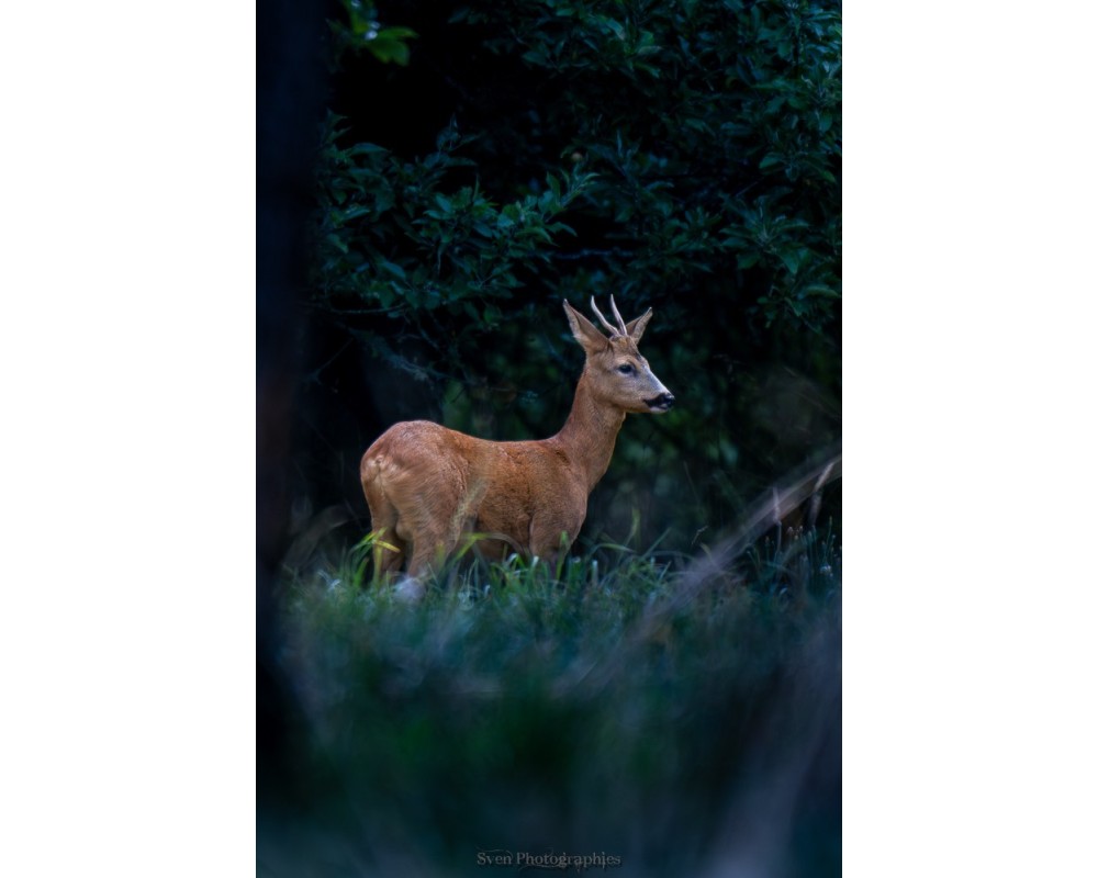 Brocard dans la clairière sombre