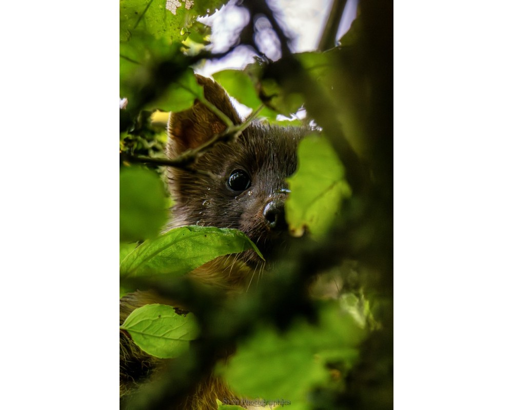 Martre dans les feuilles, regard curieux