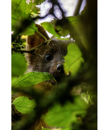 Martre dans les feuilles, regard curieux